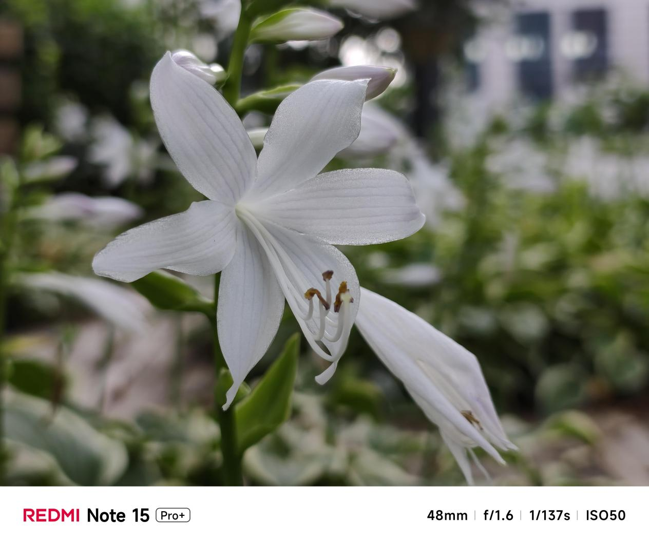 ʵ REDMI Note 15 Pro+á˳